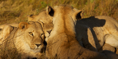  3Days Tanzania Safaris Serengeti and Ngorongoro