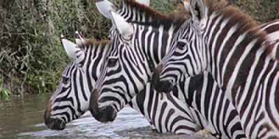 2 Days Short Tanzania Safari